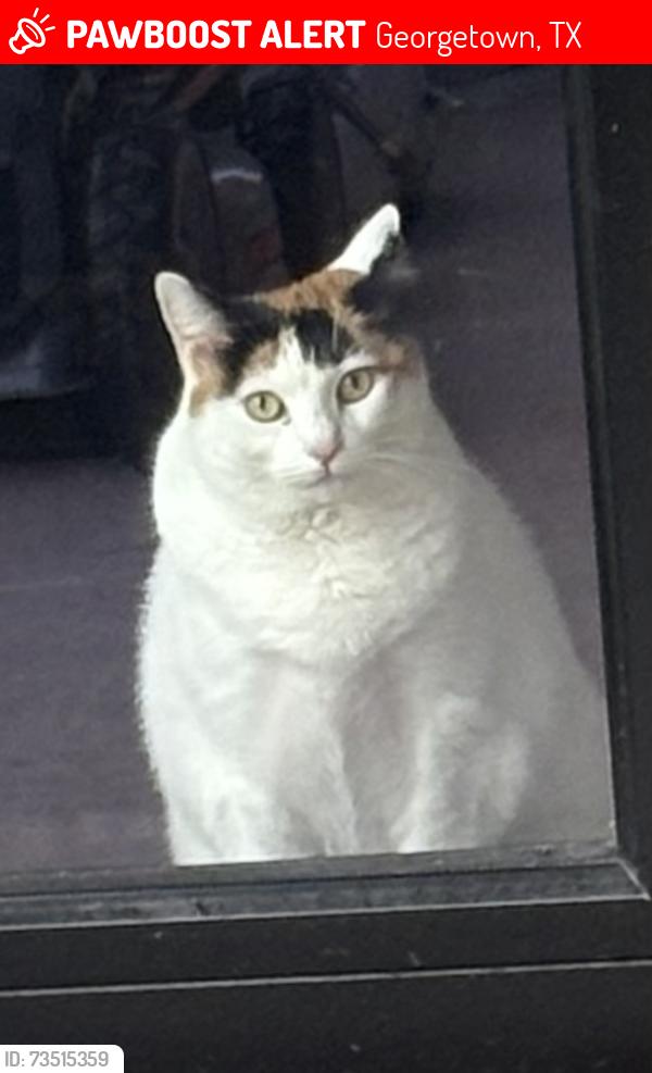 Lost Female Cat last seen Holiday Creek, and paint Creek, Georgetown, TX 78633