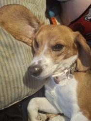 Reunited Male Dog last seen Ozuna golf course, Albuquerque, NM 87109