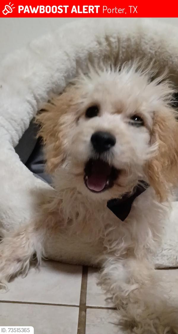 Lost Male Dog last seen Plantation Creek Dr Porter TX 77365, Porter, TX 77365