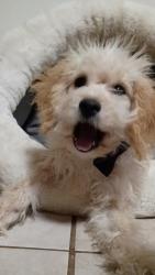 Lost Male Dog last seen Plantation Creek Dr Porter TX 77365, Porter, TX 77365