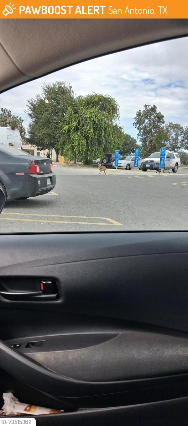Found/Stray Female Dog last seen Walmart area off 135 and potentially hwy, San Antonio, TX 78211