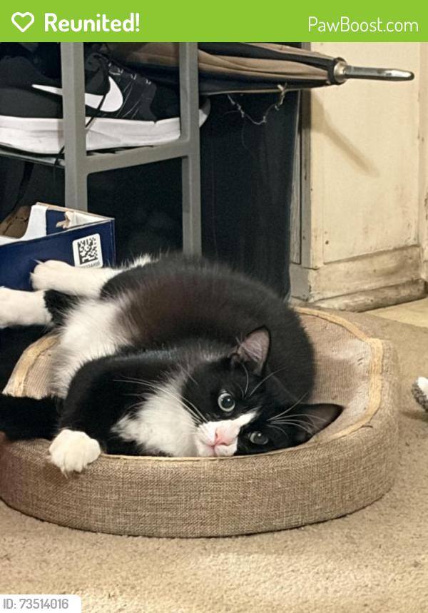 Reunited Male Cat last seen Home, Longview, TX 75605
