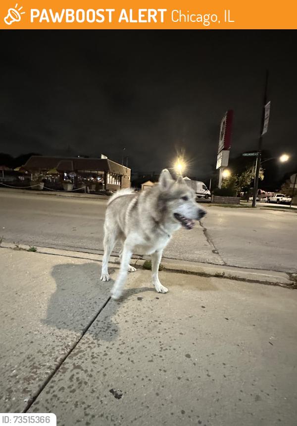 Found/Stray Female Dog last seen Belmont and meade, Chicago, IL 60634