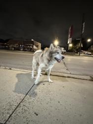 Found/Stray Female Dog last seen Belmont and meade, Chicago, IL 60634