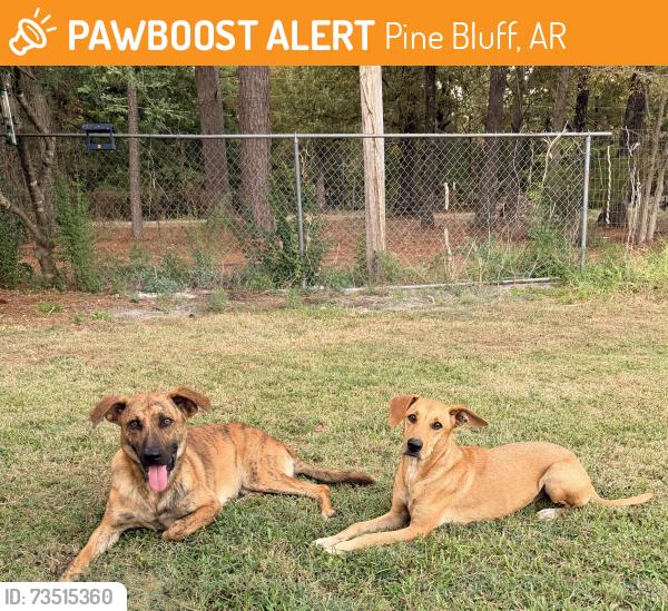 Found/Stray Male Dog last seen Old Warren Road, Pine Bluff, AR 71603