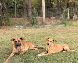 Found/Stray Male Dog last seen Old Warren Road, Pine Bluff, AR 71603