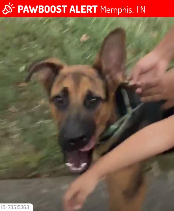 Lost Male Dog last seen Memphis Tennessee, Memphis, TN 38111