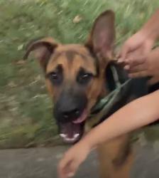 Lost Male Dog last seen Memphis Tennessee, Memphis, TN 38111