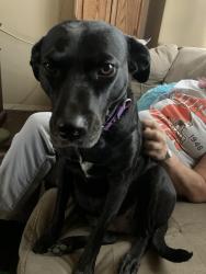 Lost Female Dog last seen 67th Ave and Bell Rd, Peoria, AZ 85382