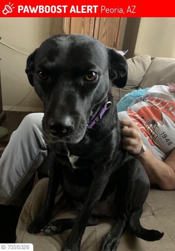 Lost Female Dog last seen 67th Ave and Bell Rd, Peoria, AZ 85382