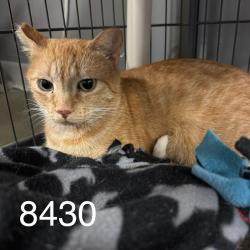 Shelter Stray Female Cat last seen Near 83rd Ave N, Brooklyn Park, MN 55443, USA, 11350 89th Ave N, Maple Grove, MN 55369, USA