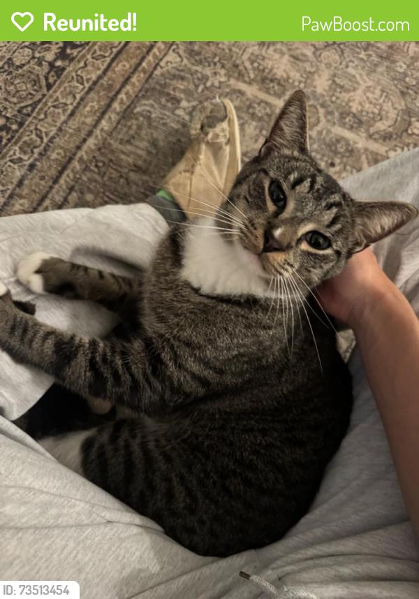 Reunited Unknown Cat last seen Near Holden St, Raleigh, NC 27604, USA, Raleigh, NC 27604