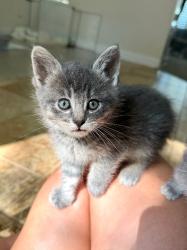 Shelter Stray Male Cat last seen Near S 1025 W, Syracuse, UT 84075, USA, 1422 E 600 N, Fruit Heights, UT 84037, USA