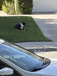 Found/Stray Unknown Dog last seen Saddlehorn Dr & San Bruno Pl, Chula Vista, CA 91914
