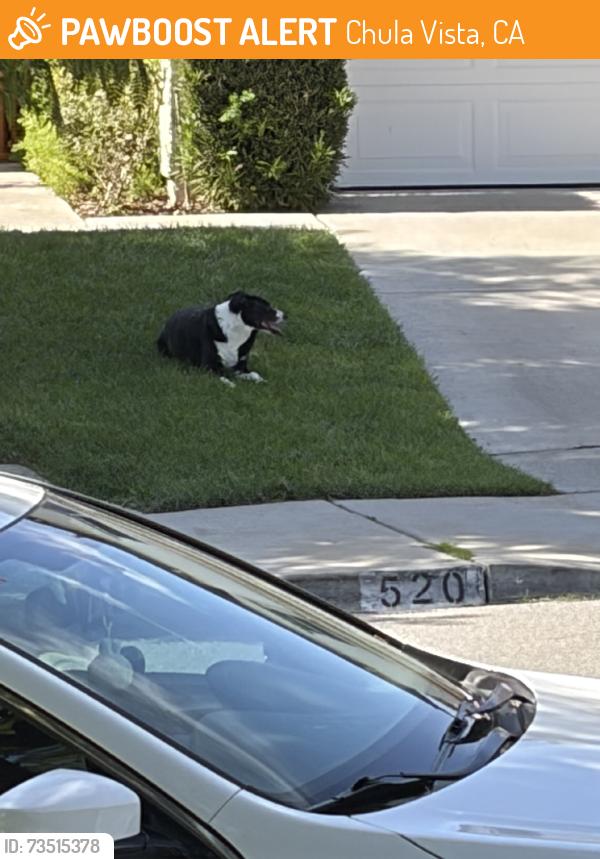 Found/Stray Unknown Dog last seen Saddlehorn Dr & San Bruno Pl, Chula Vista, CA 91914
