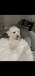 Lost Female Dog last seen Near Teak Street Perris. Near Pinacate Middle School, Perris, CA 92570