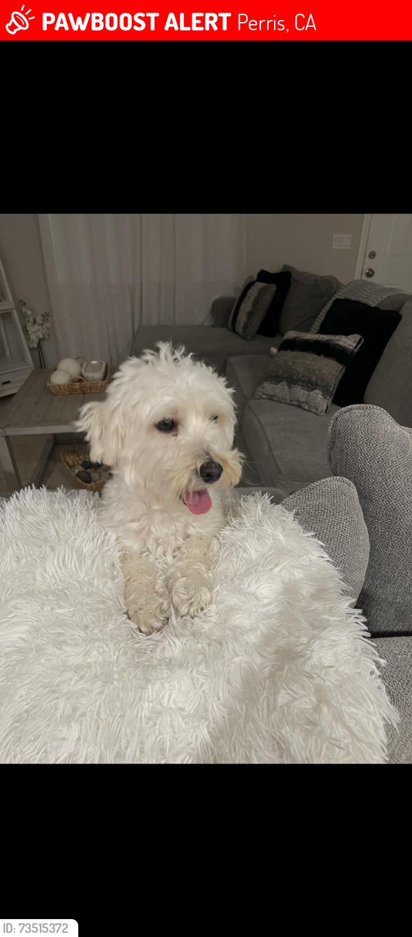 Lost Female Dog last seen Near Teak Street Perris. Near Pinacate Middle School, Perris, CA 92570