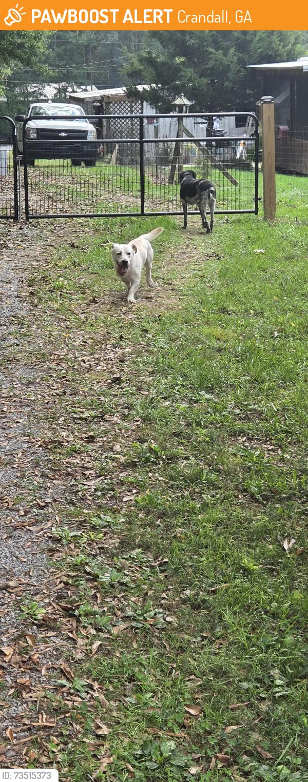 Found/Stray Unknown Dog last seen Near, Crandall, GA 30711