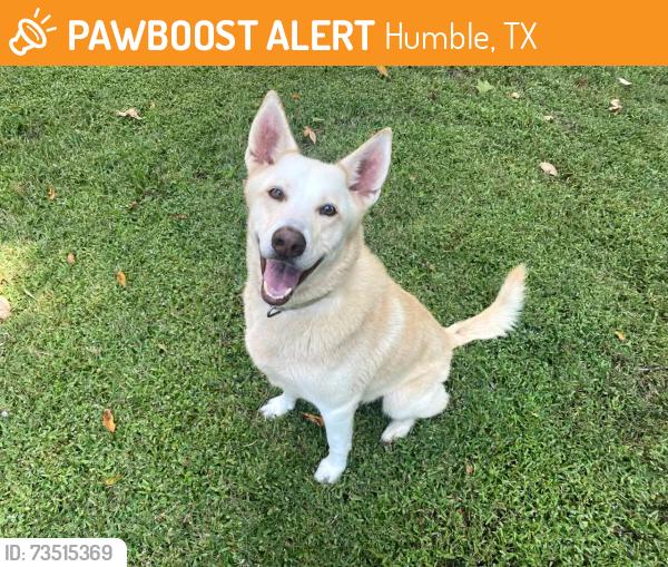 Found/Stray Male Dog last seen FM1960 & PINECUP / ON PINEHURST TRAIL DRIVE, Humble, TX 77346