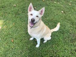 Found/Stray Male Dog last seen FM1960 & PINECUP / ON PINEHURST TRAIL DRIVE, Humble, TX 77346