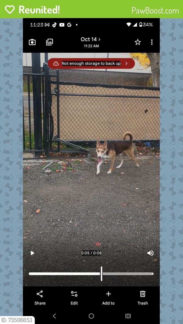 Reunited Male Dog last seen B St northwest, Auburn, WA 98001