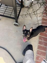 Found/Stray Unknown Dog last seen On the corner of mantle lane down was found her/him roaming down santa clara, Santa Ana, CA 92705