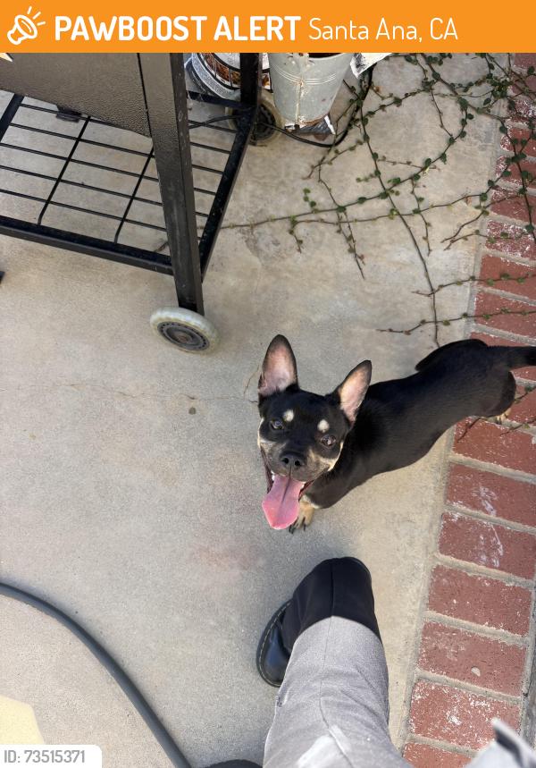 Found/Stray Unknown Dog last seen On the corner of mantle lane down was found her/him roaming down santa clara, Santa Ana, CA 92705