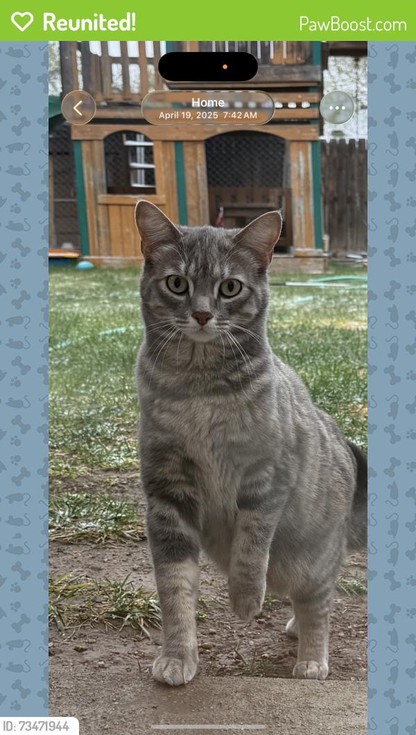 Reunited Female Cat last seen Old town Wellington, Wellington, CO 80549