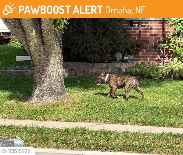 Found/Stray Male Dog last seen cherry hills, Omaha, NE 68134