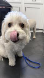 Reunited Unknown Dog last seen Butterfield Stage Rd, Temecula, CA, USA, Temecula, CA 92592