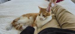 Reunited Male Cat last seen Harvard, Piedmont, CA 94610