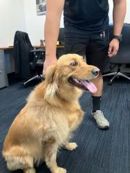 Reunited Unknown Dog last seen Found Downtown LongBeach CA., Long Beach, CA 90807