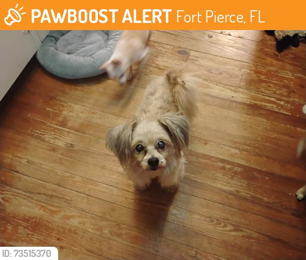 Found/Stray Male Dog last seen S 25th St and Okeechobee Rd, Fort Pierce, FL 34950