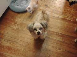 Found/Stray Male Dog last seen S 25th St and Okeechobee Rd, Fort Pierce, FL 34950