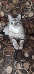 Lost Male Cat last seen Delsea Dr & fries mill rd, Franklin, NJ 08322