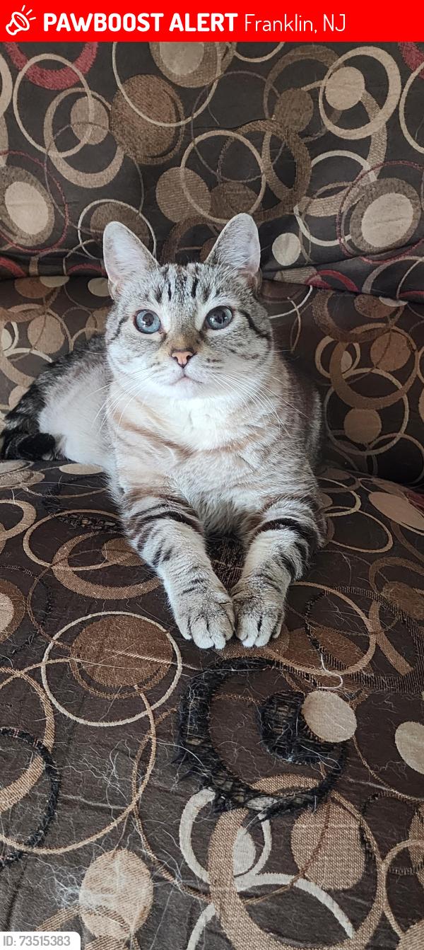 Lost Male Cat last seen Delsea Dr & fries mill rd, Franklin, NJ 08322
