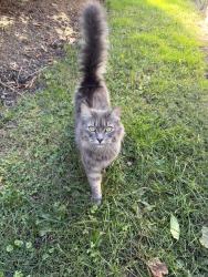 Found/Stray Unknown Cat last seen Colonial Court, Clifton, NJ 07013