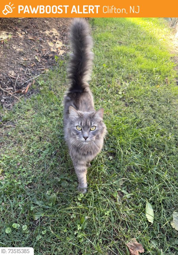 Found/Stray Unknown Cat last seen Colonial Court, Clifton, NJ 07013