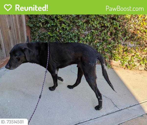 Reunited Male Dog last seen Baker St and Fairview Rd, Costa Mesa, CA 92626