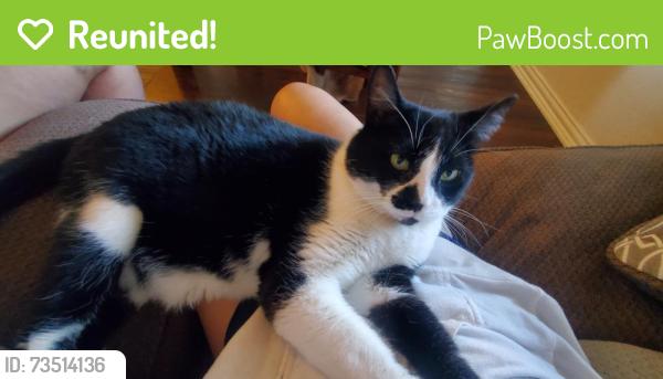 Reunited Female Cat last seen Near Cedar Run Road Newark, OH 43055, Newark, OH 43055