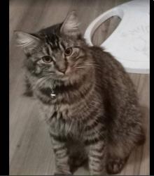 Reunited Female Cat last seen Main st, Muldrow, OK 74948