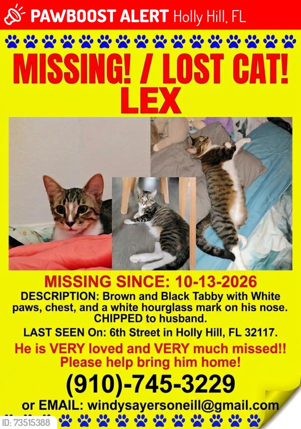 Lost Male Cat last seen Nova road, Holly Hill, FL 32117