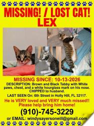 Lost Male Cat last seen Nova road, Holly Hill, FL 32117