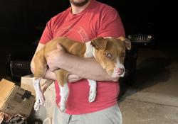 Found/Stray Male Dog last seen Johnsonville church, Cameron, NC 28326