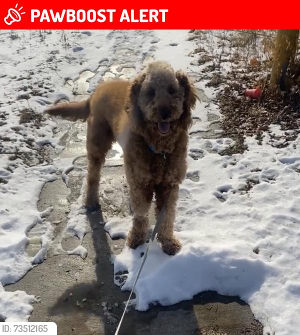 Lost Male Dog last seen 5 mile and Telegraph, Redford Township, MI 48239