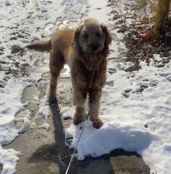 Lost Male Dog last seen 5 mile and Telegraph, Redford Township, MI 48239