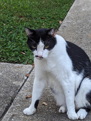 Lost Female Cat last seen Near SW 34th Street / SW 42nd Place, Gainesville, FL 32608