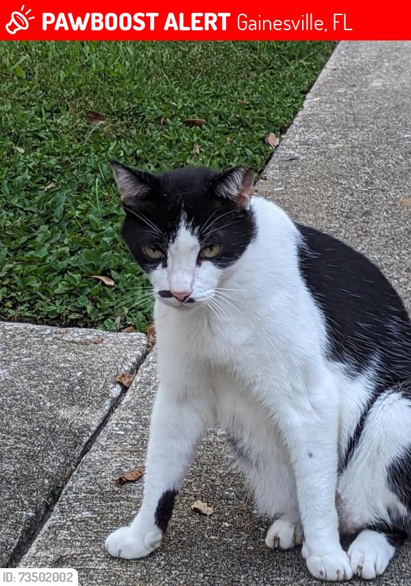 Lost Female Cat last seen Near SW 34th Street / SW 42nd Place, Gainesville, FL 32608