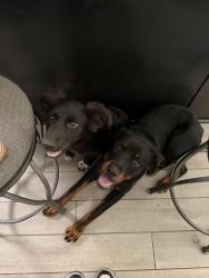 Reunited Female Dog last seen Last seen in our neighbors yard on Shay Ct, Mobile, AL 36695