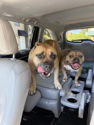 Reunited Male Dog last seen Near Spain, Albuquerque, NM 87111